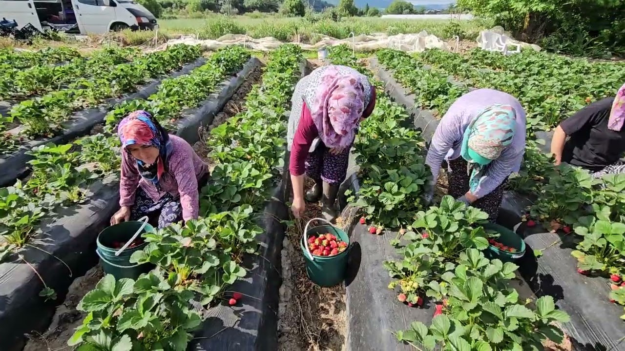 DEMİRCİ'nin YEŞİLOBA KÖYÜNDE FATMA GÜN ÇİLEK ÜRETİMİ HAKKINDA BİLGİ VERİYOR 03-05-2024