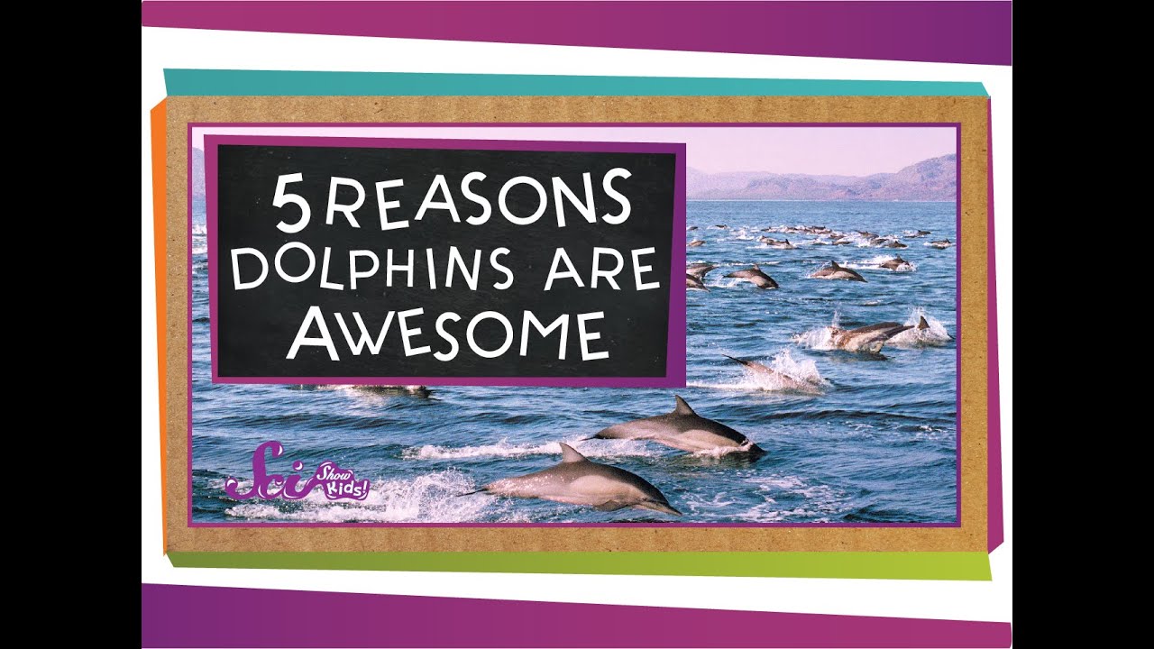 5 Reasons Why Dolphins Are Awesome