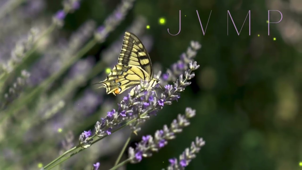 JVMP |  Official Visual Teaser