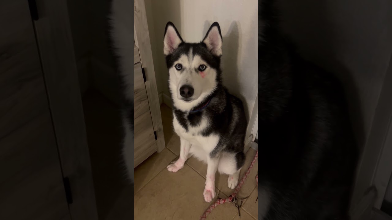 #husky
