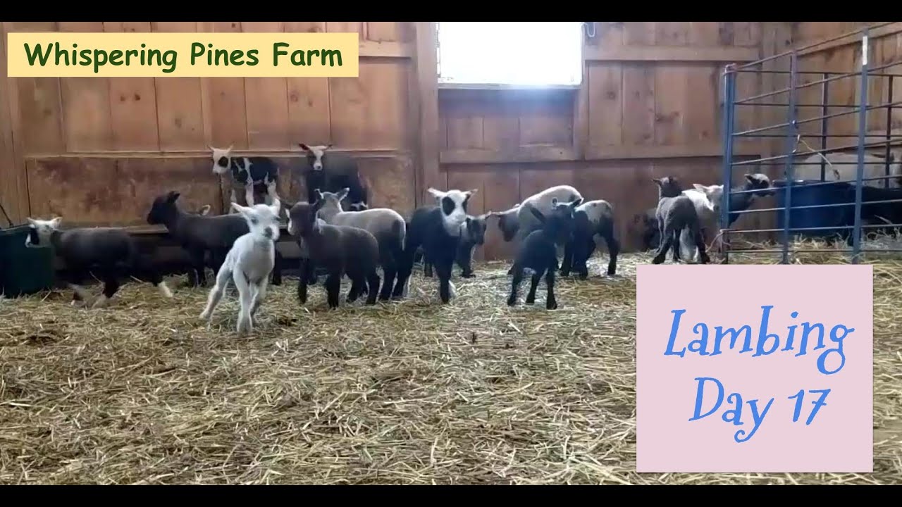 No lambs - so - time for a frolic!!