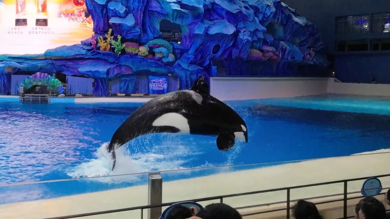 Amazing Orca Shows and More at Chimelong Spaceship Theme Park in Zhuhai China Dec 25