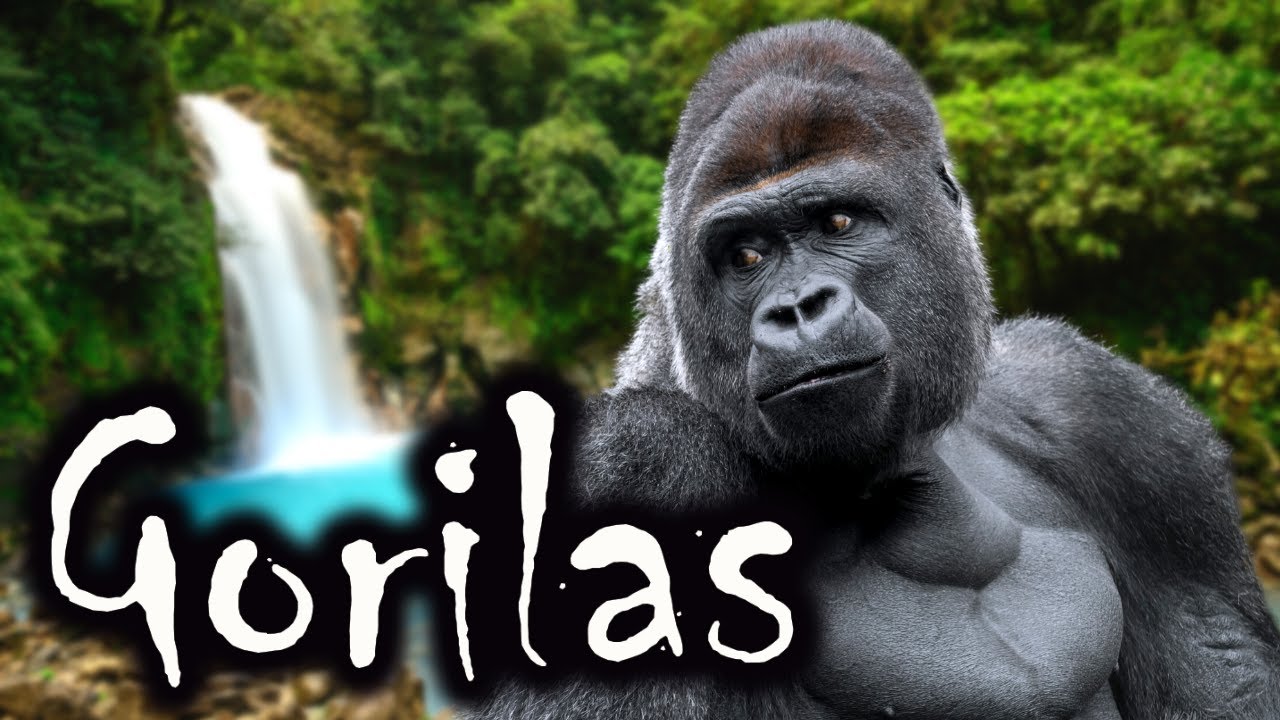Gorilas gigantes do Congo |  animais selvagens da África | Curiosidades Sobre Animais selvagens