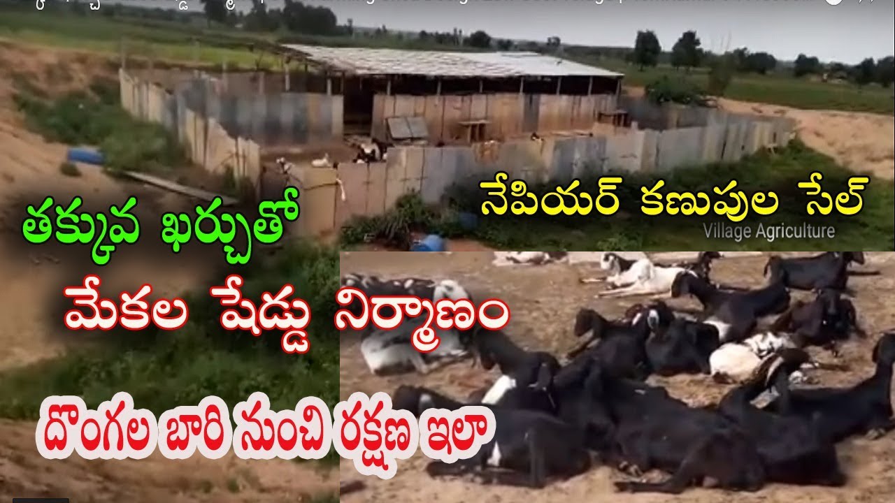 తక్కువ ఖర్చుతో మేకల షెడ్డు నిర్మాణం పార్ట్-1 | Goat Farming Shed Design Low Cost Telugu Telangana