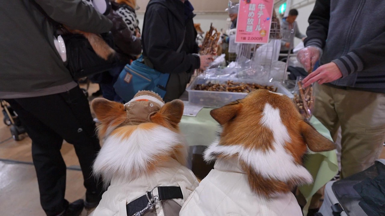犬達と一緒に『今年最後のペットイベント』に参加した結果…