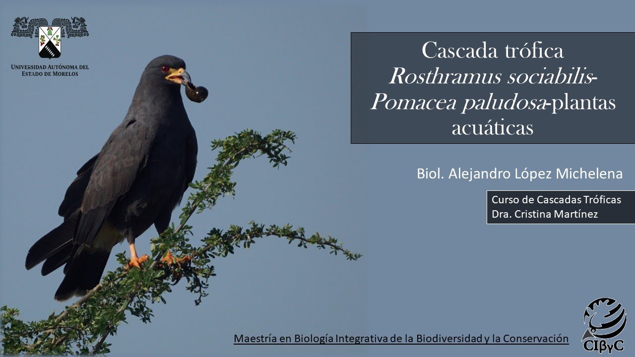 4 Cascada Trófica Rosthramus sociabilis-Pomacea paludosa-plantas acuáticas