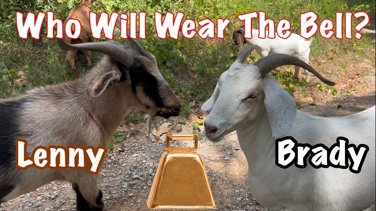 Who Will Wear Mr. Hucks Bell