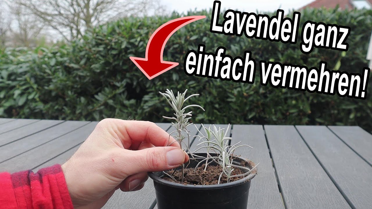 So einfach lässt sich Lavendel vermehren!