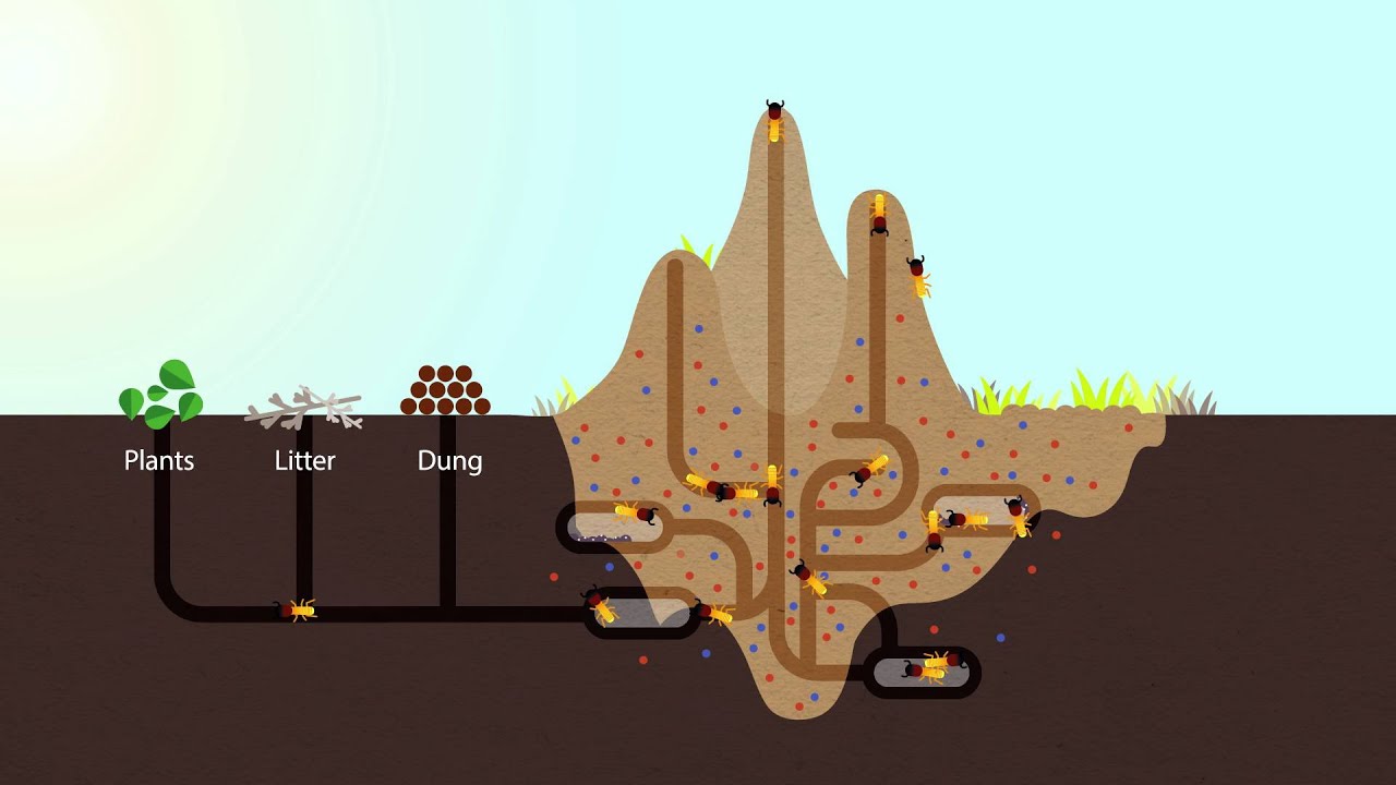How Termites Enrich Ecosystems | HHMI BioInteractive Video