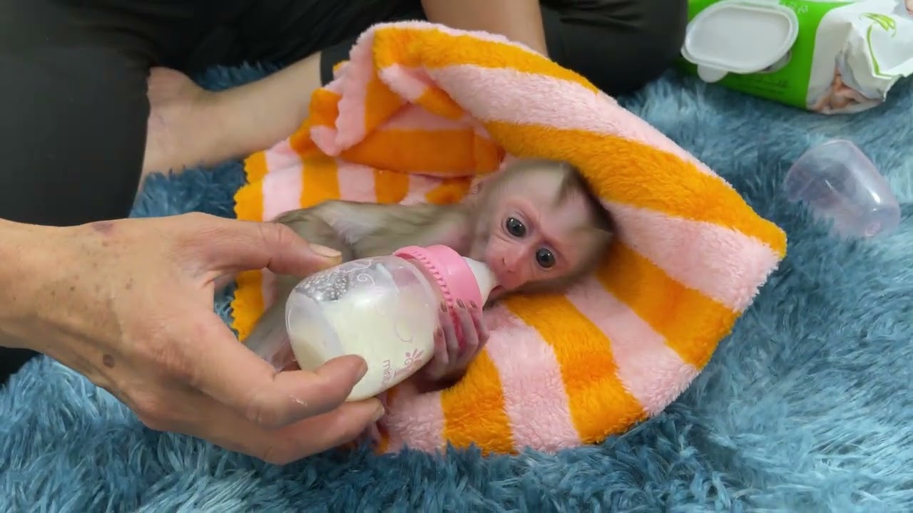 Mom wash JOBI baby monkey after feeding milk