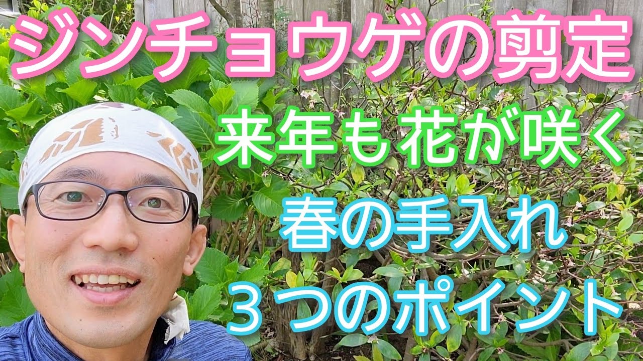 【ジンチョウゲ(沈丁花)の剪定】花後の春に手入れをして来年も花を楽しもう🌱💐