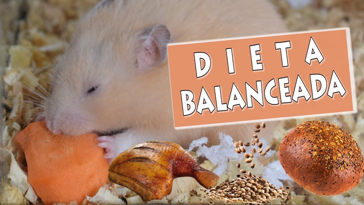 La alimentación del hamster | Que comen los hamster?