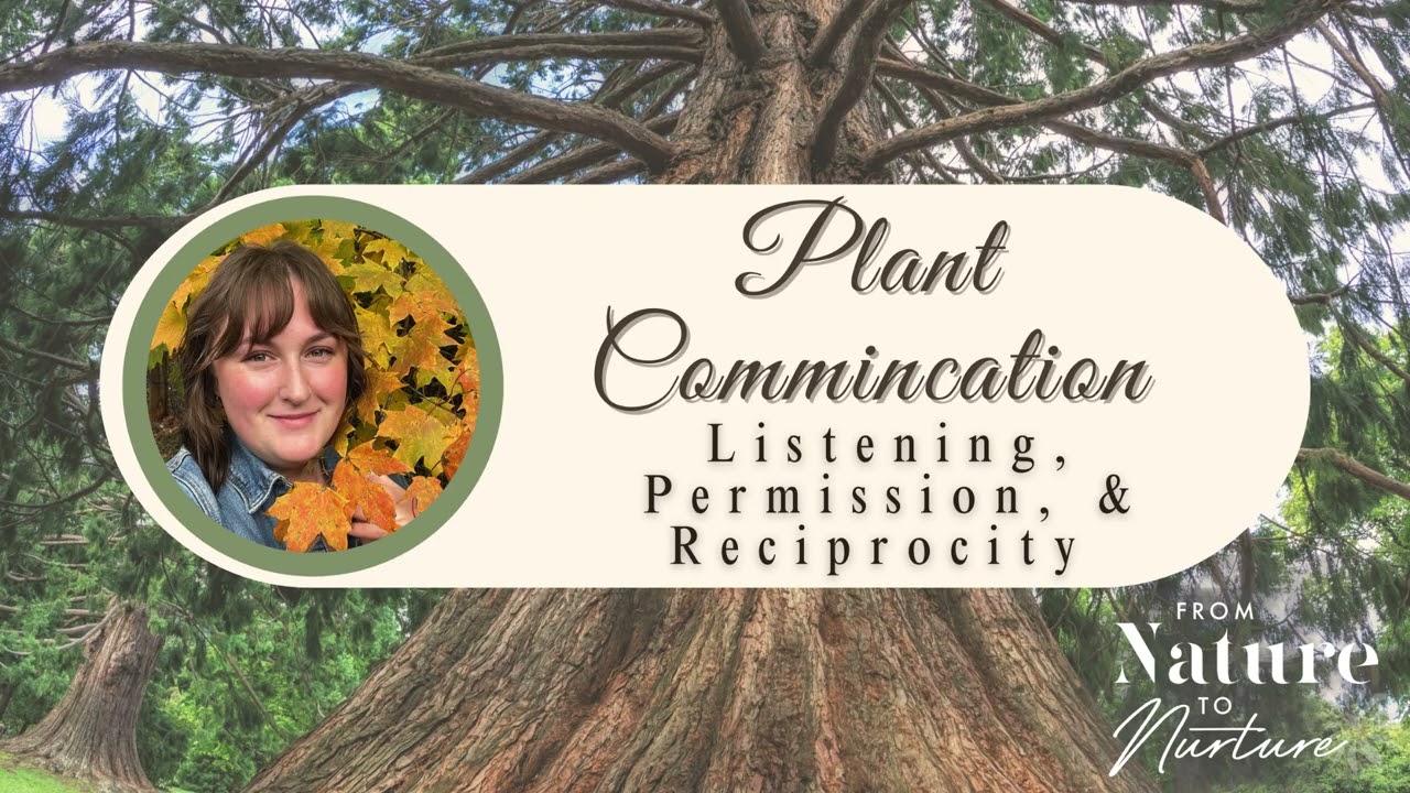 Plant Communication: Listening, Permission, & Reciprocity