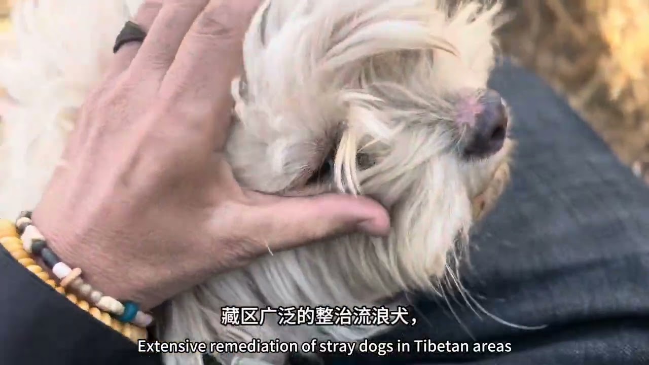 Searching for the Tibetan Terrier Story