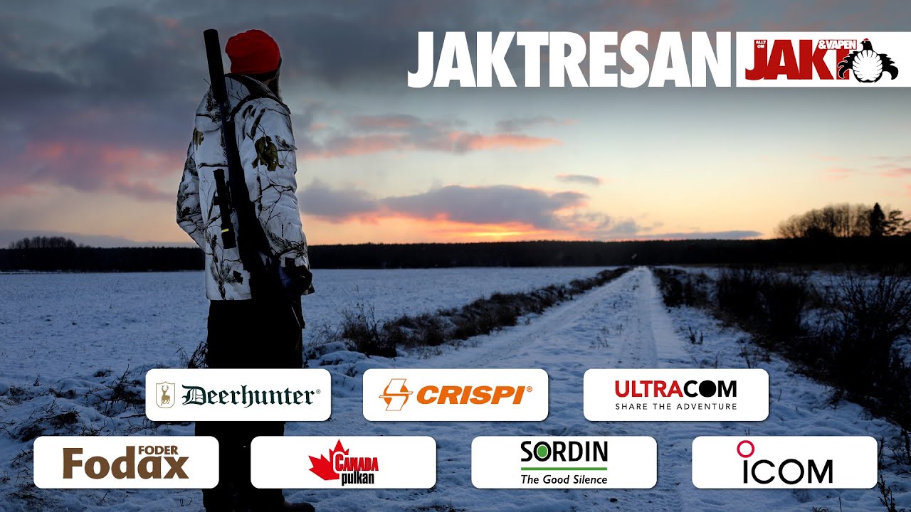 Jaktresan: Uppl&auml;ndsk drevjakt med stor galt i pass