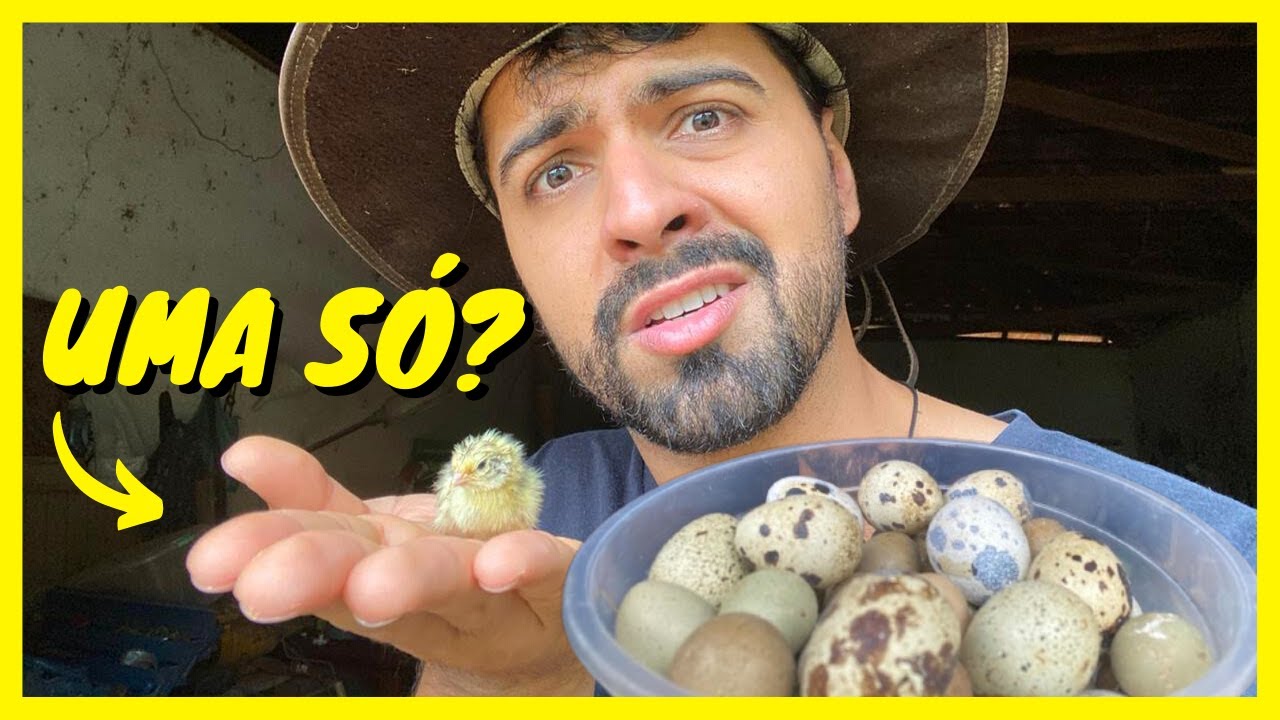 Coleta de Ovos na Roça e Nascimento de Codorna | Gutejando