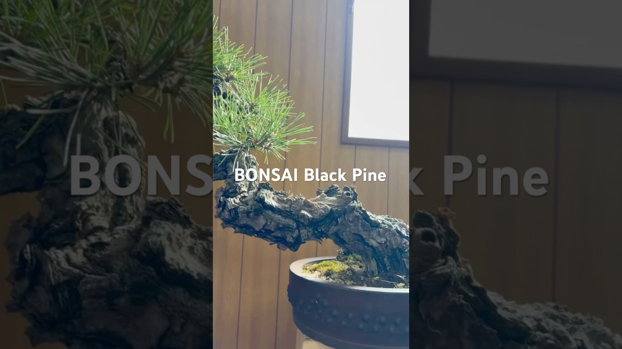 BONSAI Black Pine (Kuromatsu) #bonsai #blackpink #bonsaitree #art