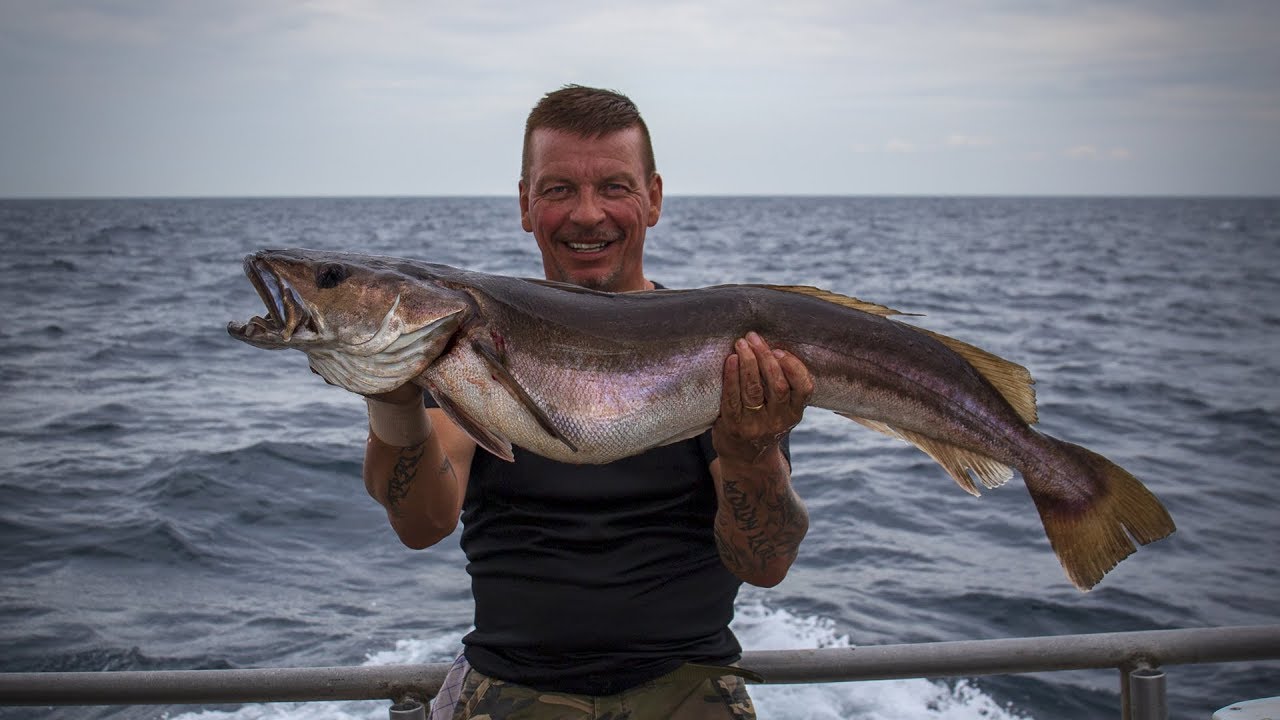Muler på M/S Muddi - Hake fish on M/S Muddi