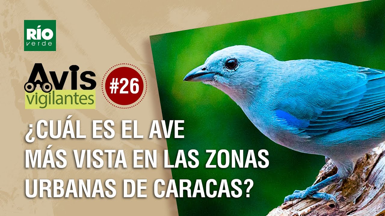 Aves urbanas ¿Cual es el ave mas vista en la zona urbana de Caracas?  Avis Vigilantes  Río Verde