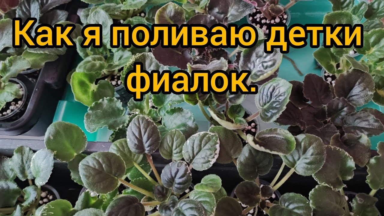Как я поливаю деток фиалок.