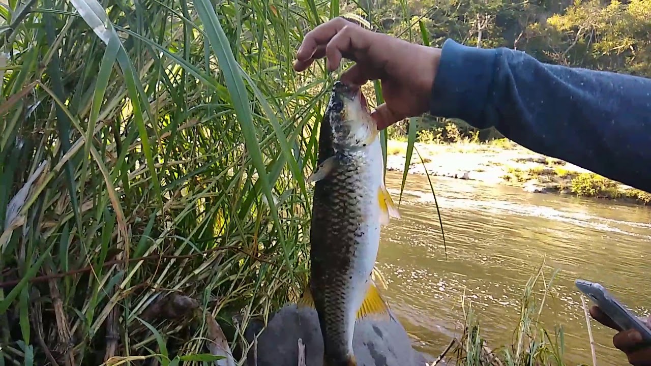 Pesca de trucha (lisa de rio) en  el rio los pescados cerca de jalcomulco 🎣🎣🎣