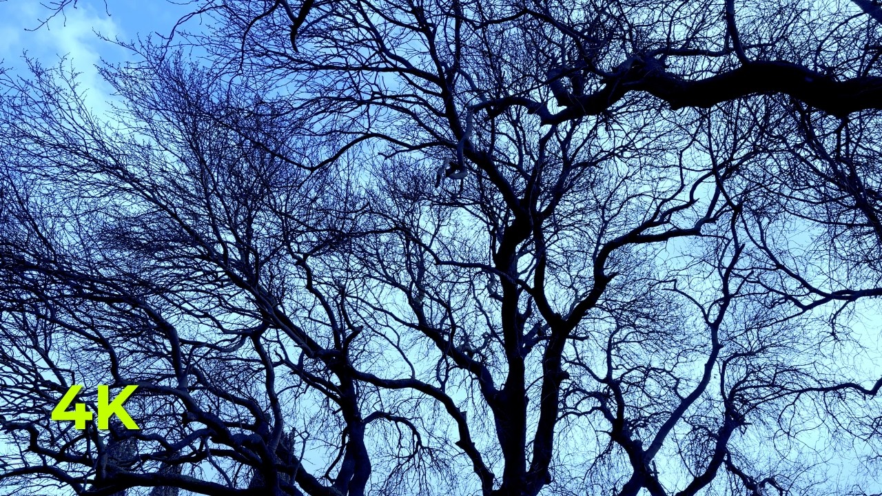 Morning Birds | Nature Ambiance | Sleep, Study, Relax | Stereo