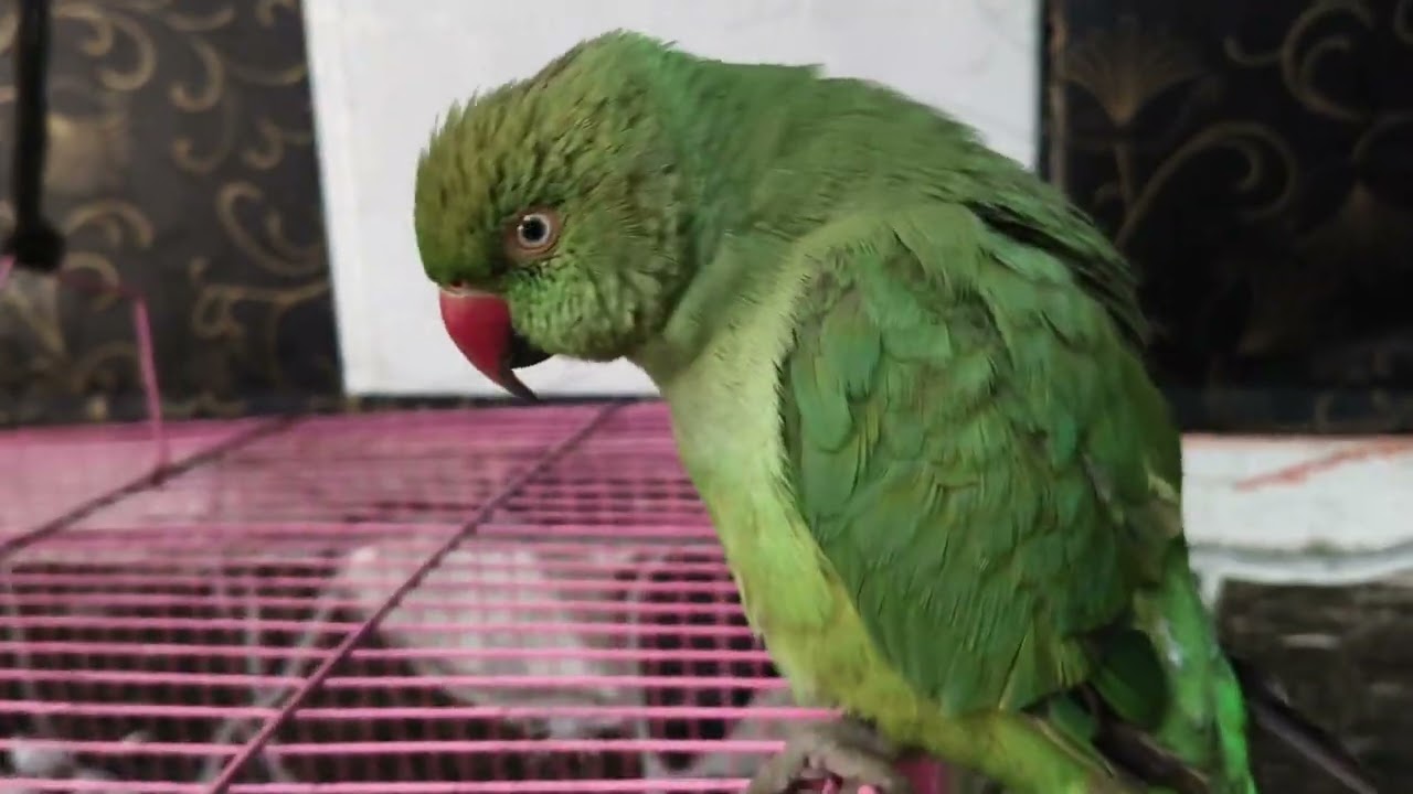 Mittu 🦜 bolne wala tota 🦜#nonstoptalkingparrot#followlike#youtubeindianparrot#beautifulparrot kittu🥰