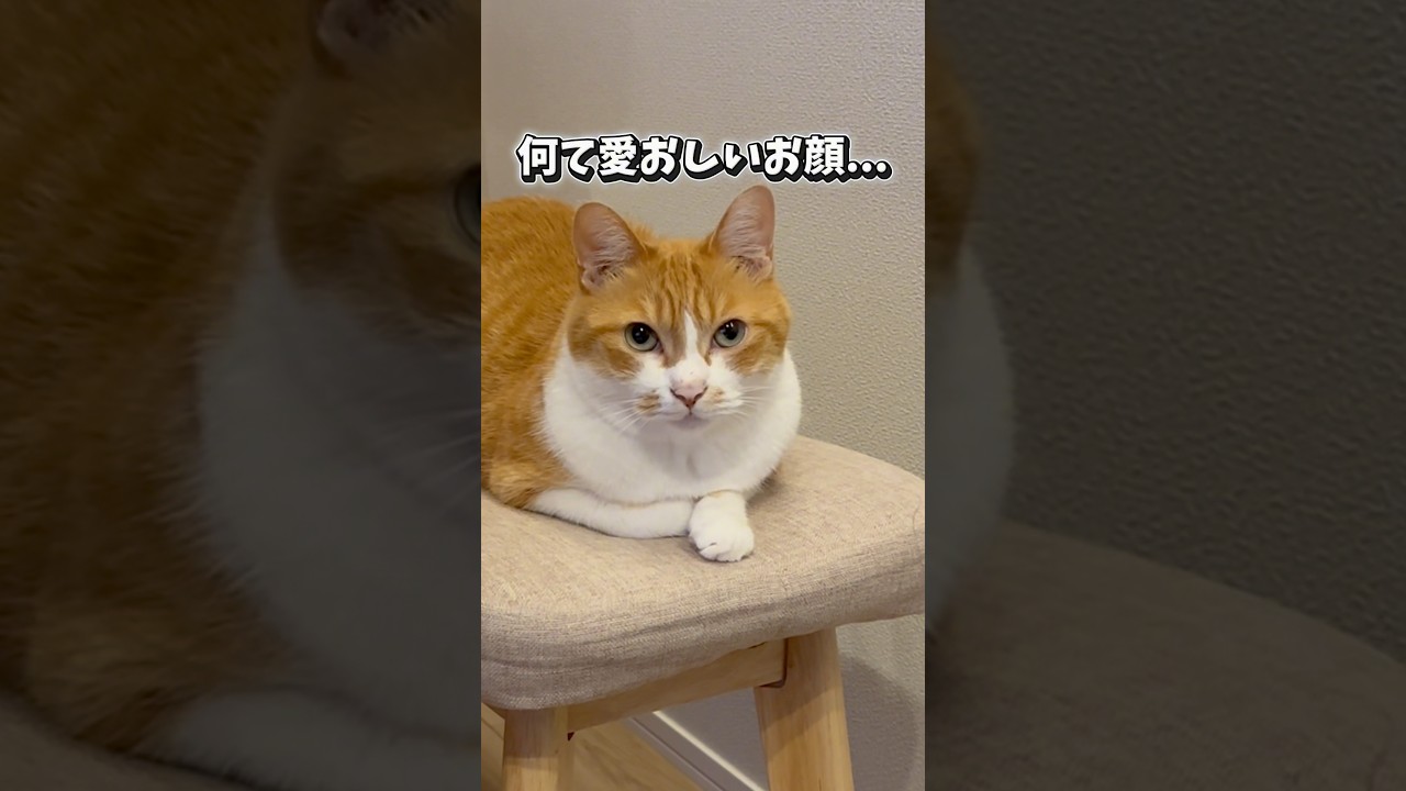 撫でて欲しかった猫と撫でたい主。