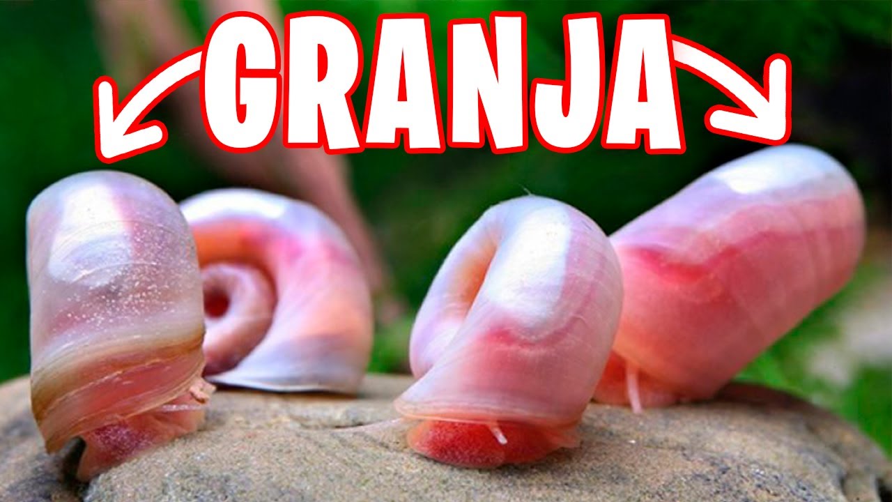 GRANJA DE CARACOLES PLANORBIS