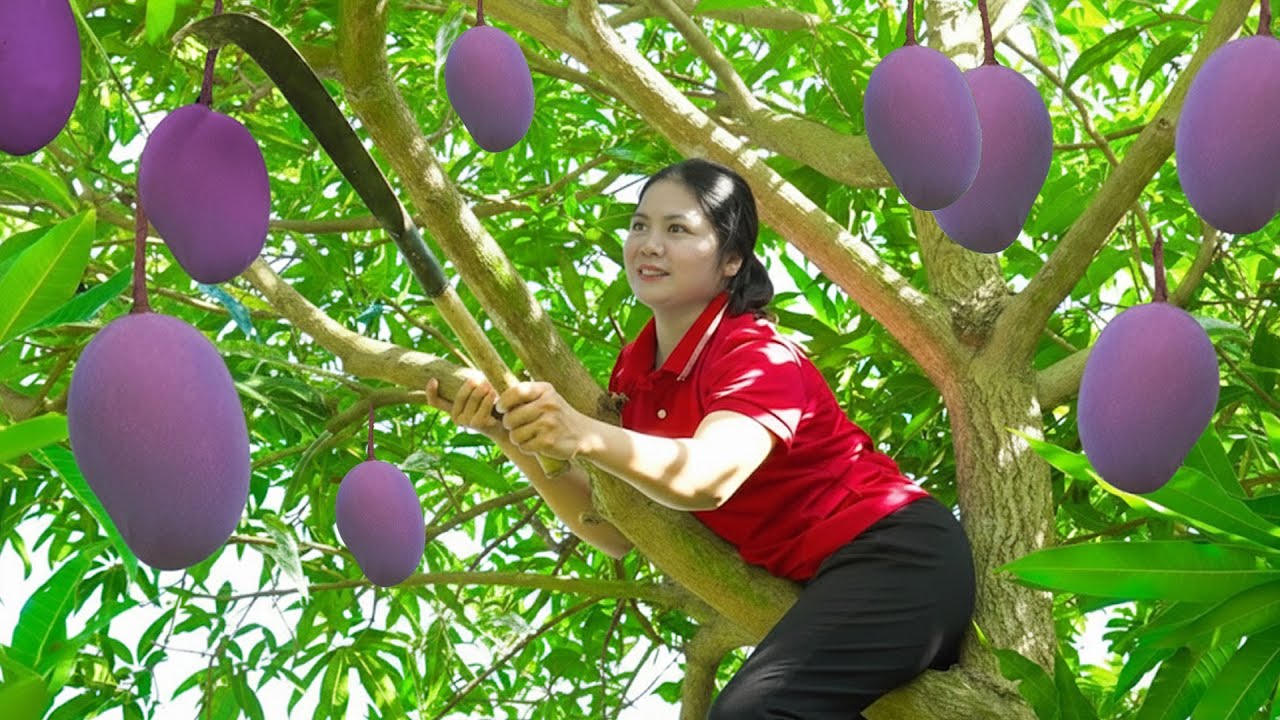 Satisfying Village Life 🌿 Harvest Giant Purple Mango & Selling at Market | Farm 4K