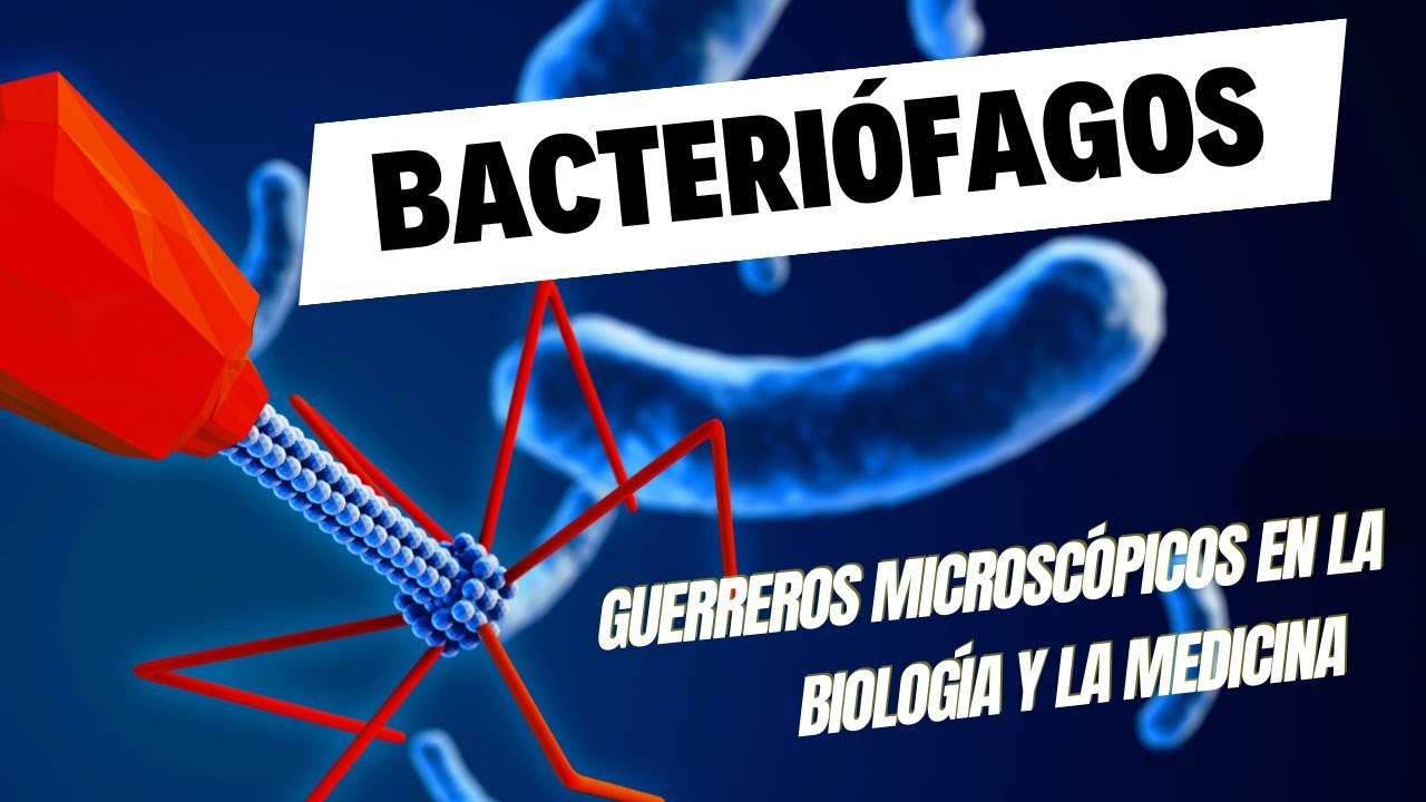 BACTERIÓFAGOS ( Guerreros microscopicos ) / Estructura y funciones