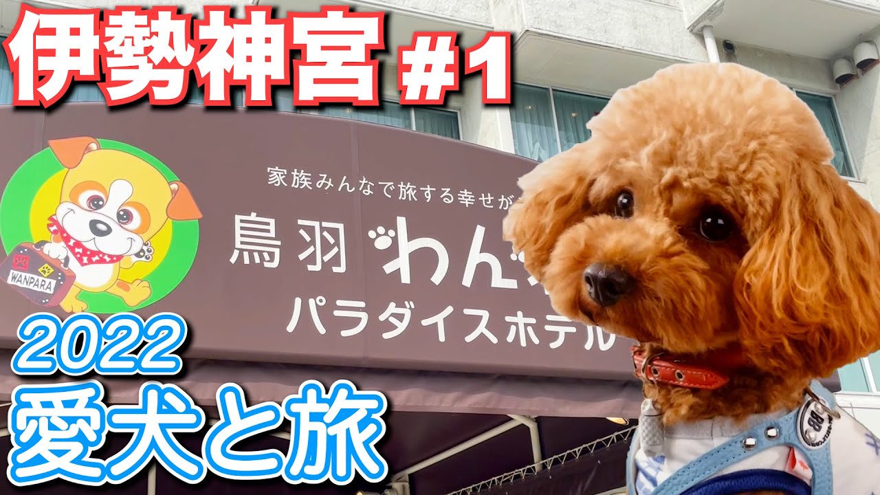 【トイプードルのテト】愛犬と旅行『鳥羽わんわんパラダイス・伊勢神宮』その1 #トイプードル #愛犬と旅行 #鳥羽わんわんパラダイス