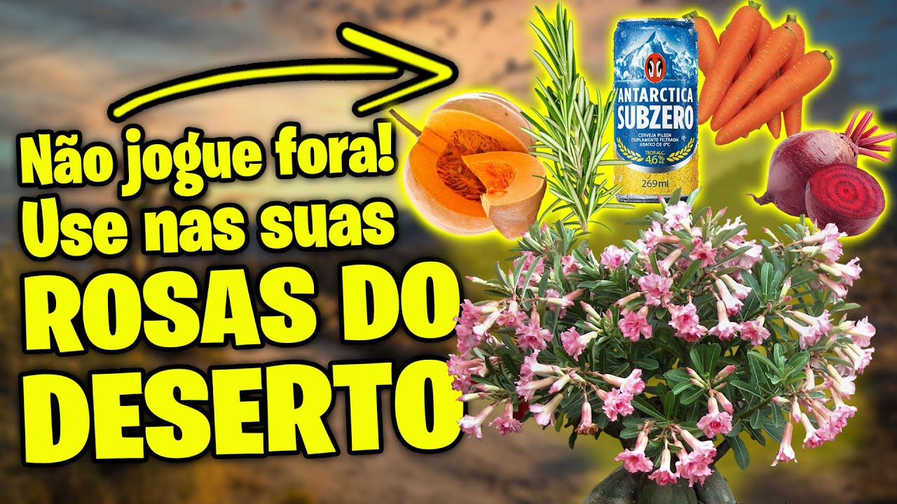 5 truques CASEIROS para a ROSA DO DESERTO
