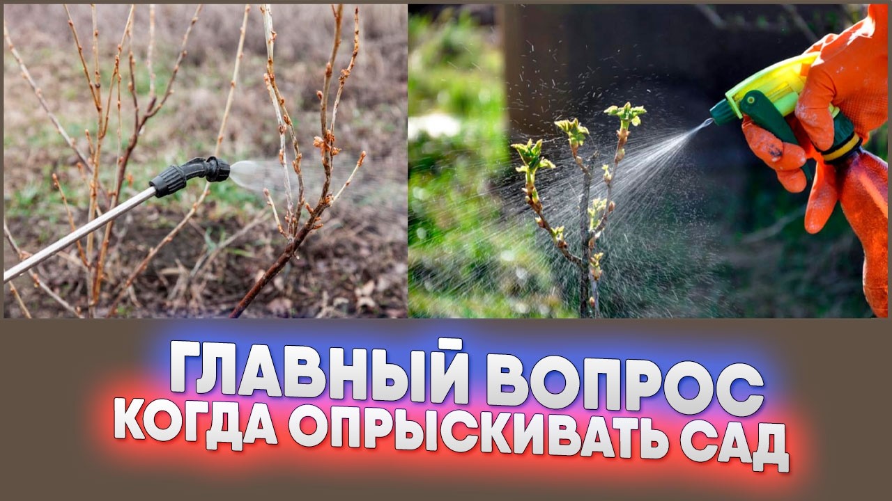 Главный вопрос:  когда опрыскивать сад