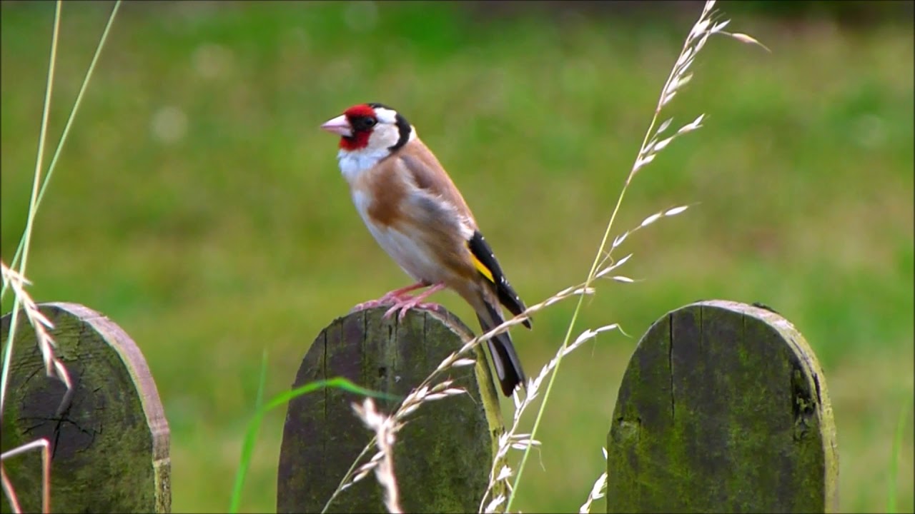 Goldfinch emotional I tried to help but I found a one baby