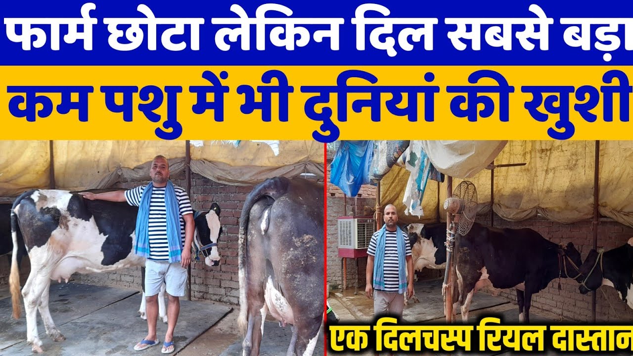 कितने जमीन से शुरू कर सकते है डेरी फार्म/Dairy farm bihar 2022/pure hf bull/top hf bull/abs breed