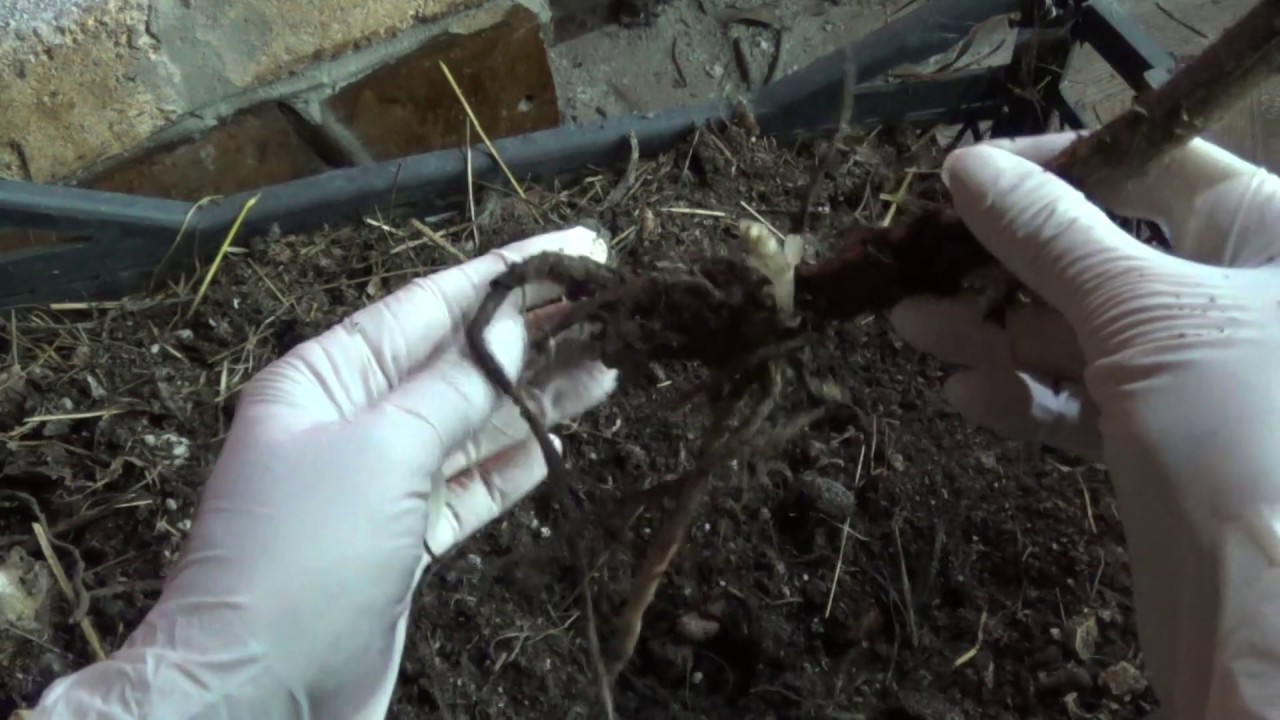 ЯКОН (Smallanthus sonchifolius,Polymnia, yacon,Peruvian Ground Apple )Подготовка к посадке ЯКОНА