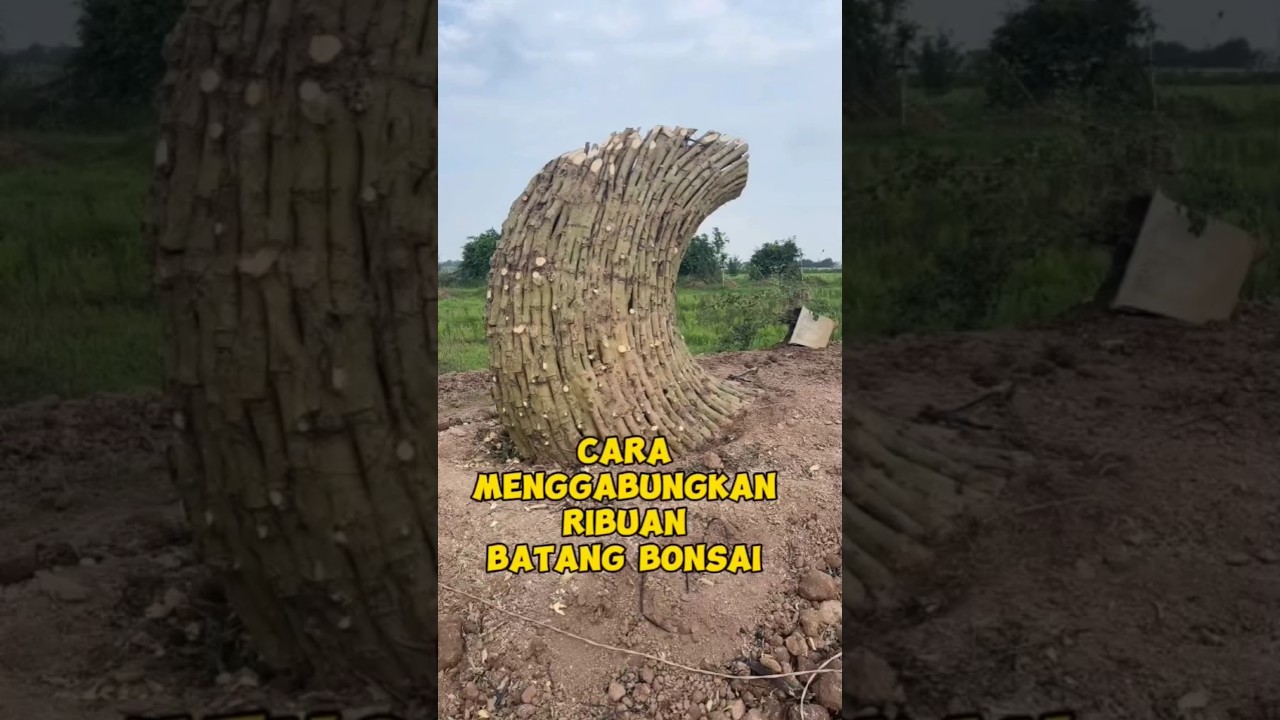 Cara menggabungkan bonsai jadi besar #bonsaimania #bonsaiviral