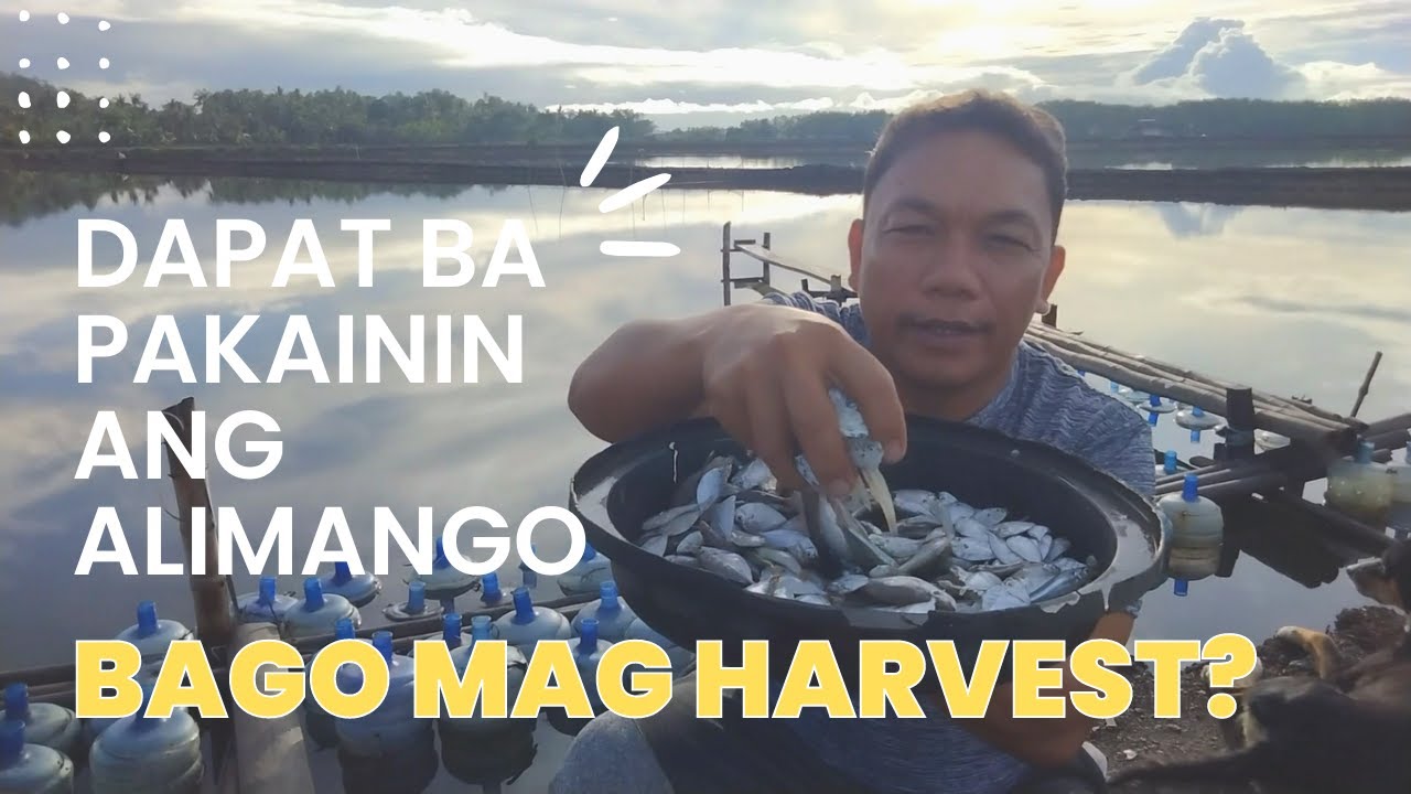 FEEDING THE CRABS BEFORE HARVEST (Ano ang epekto?)