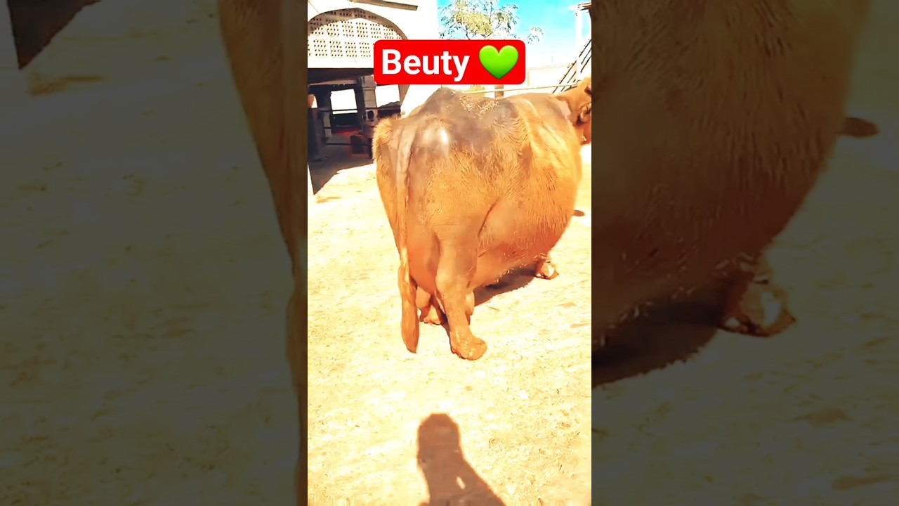 ✨ Black Beauty Nili Ravi Buffalo 🐃 | Heavy Milk Test ❤️ #shorts #GAMTNG
