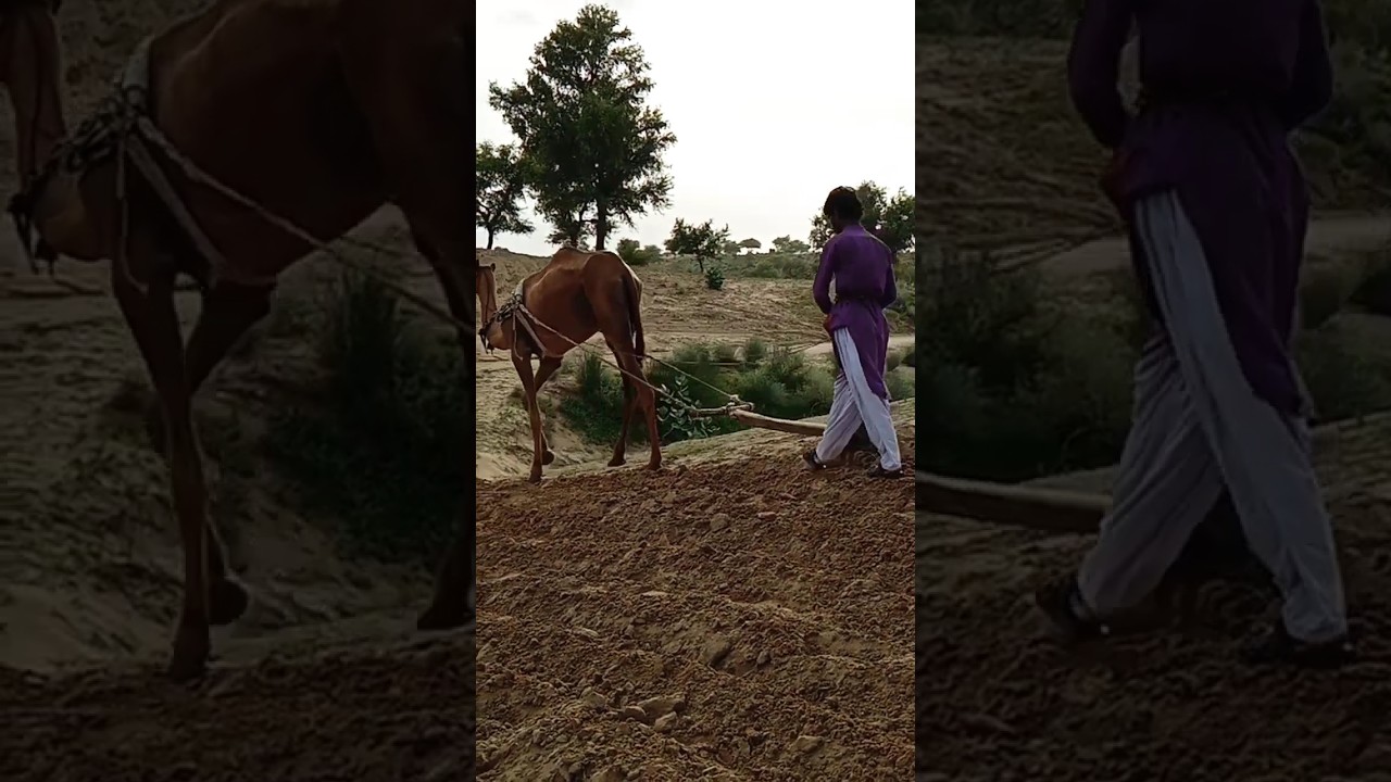 Camel uses for ploughing field in desert Thar #camel #benefits #breeding #nature