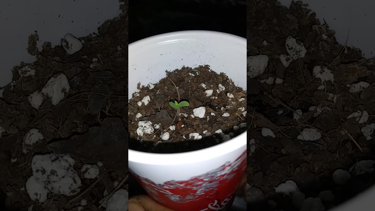 21&Over Only. 3 week update auto flower