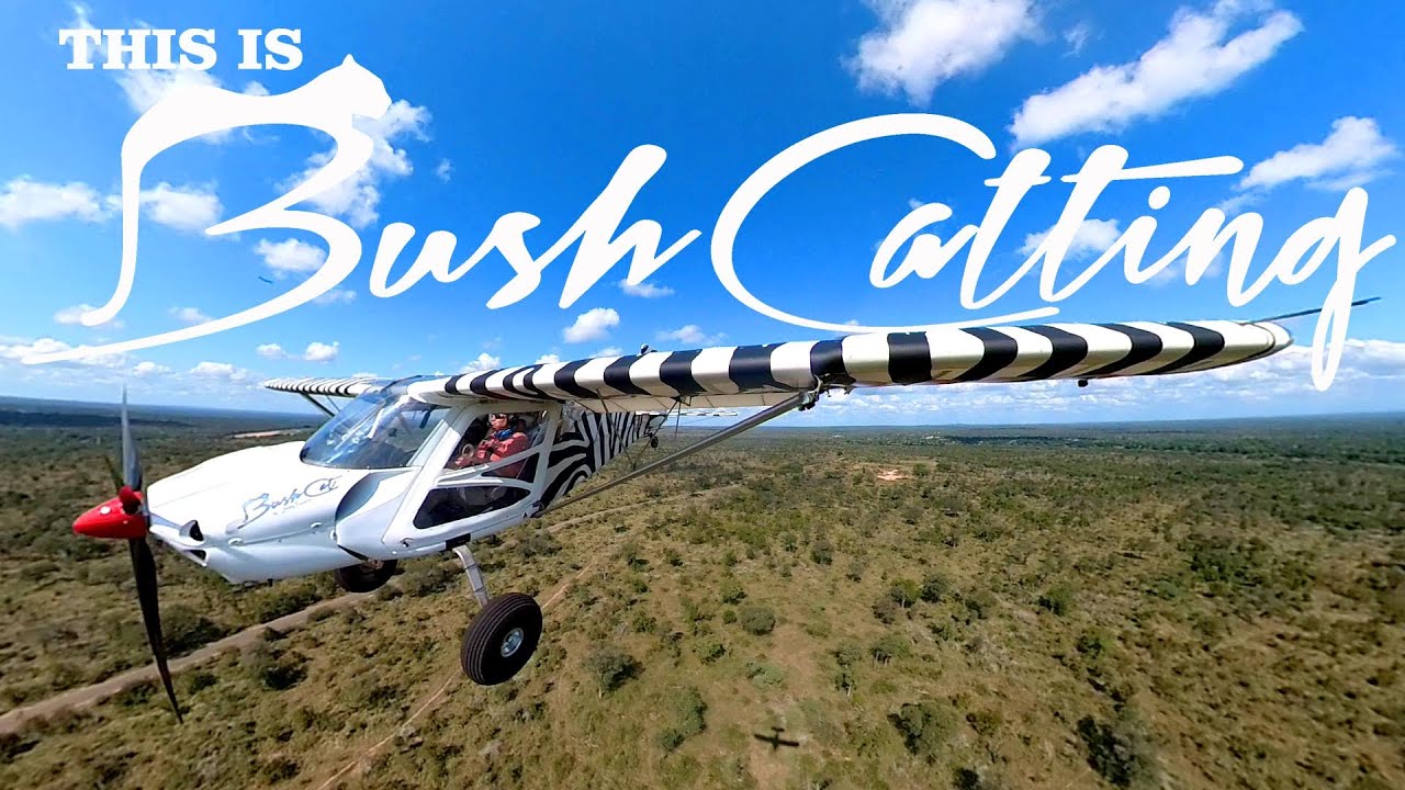 This is BushCatting