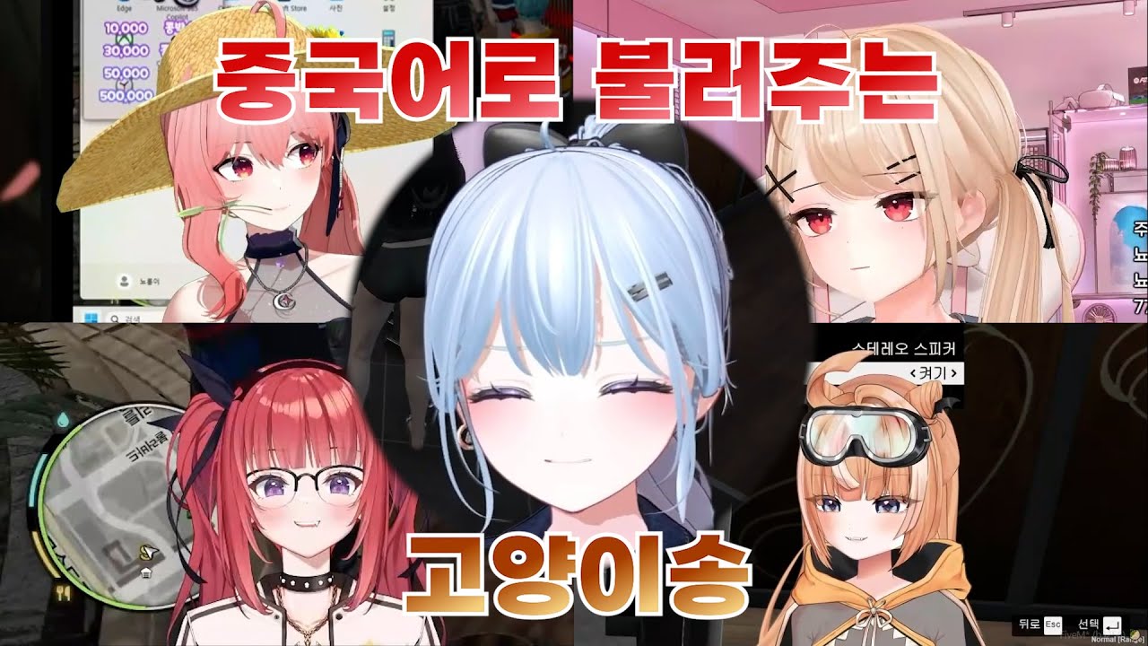 중문과가 말아주는 고양이송