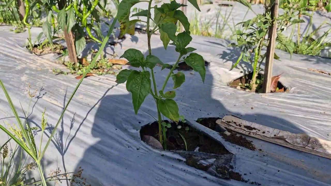 SIMPLE WEED REMOVAL PROCESS IN CURLY CHILI FIELDS WITHOUT MODERN TOOLS - Agriculture Farming