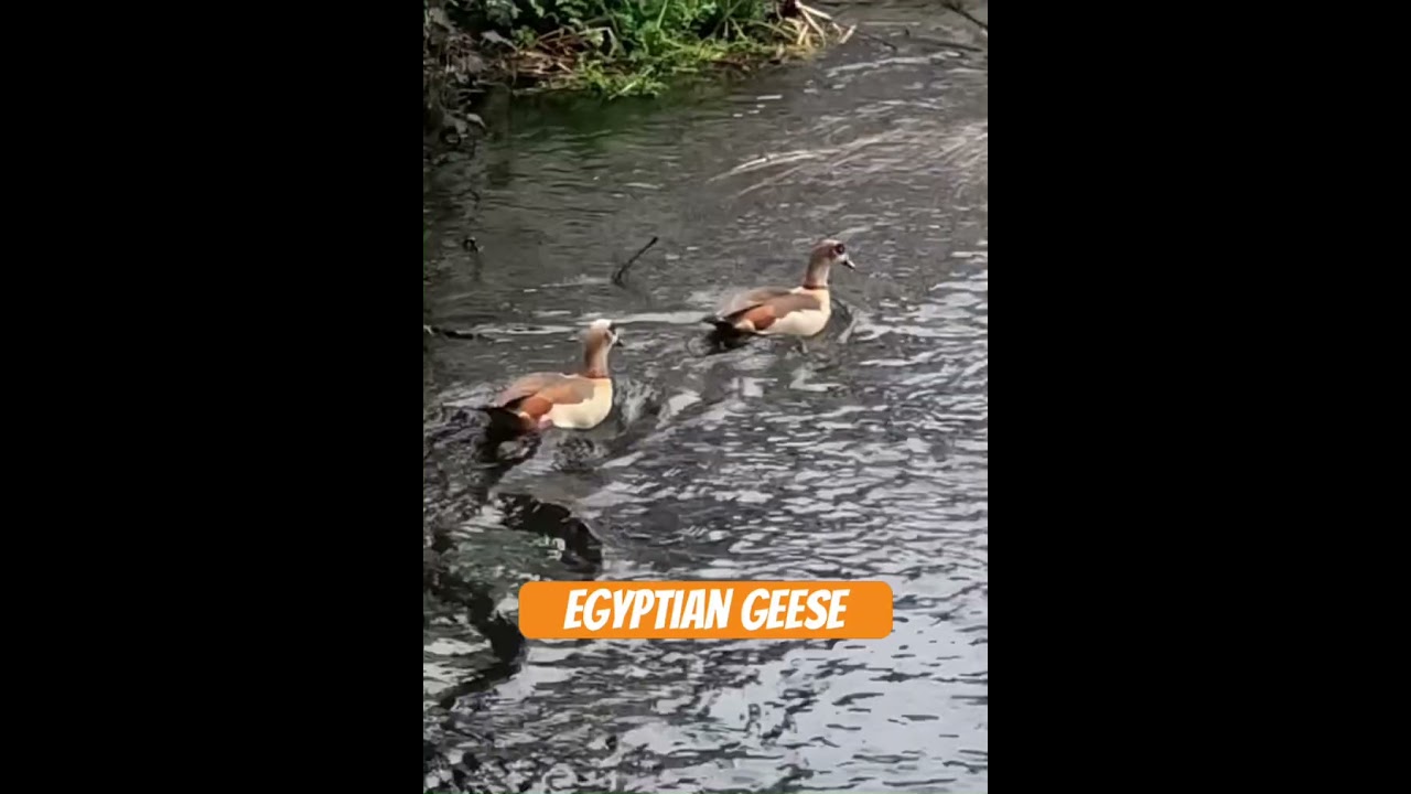 Egyptian geese#nature#uk#beauty#fyp#shortfeed#viral#trending#geese#river#wildlife#wildanimals