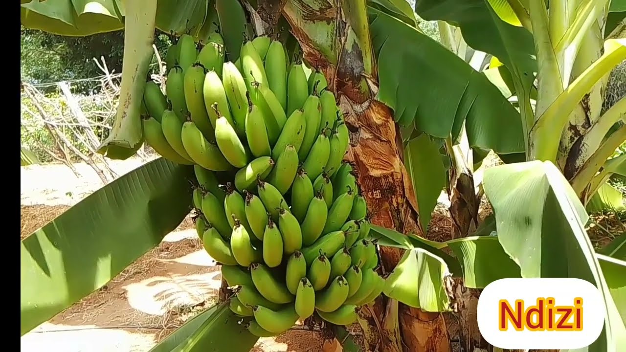 English and Swahili names of 22 Nutritious Fruits and Vegetables.
