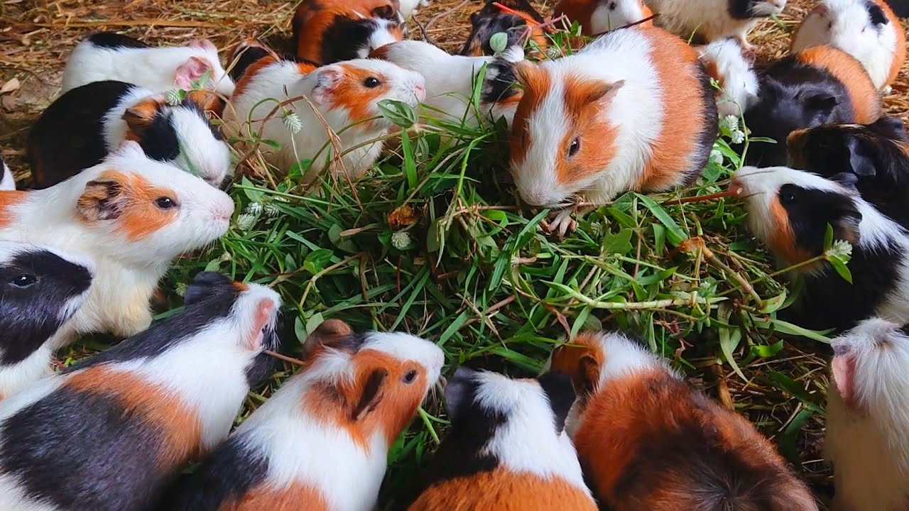 Guinea pig eating asmr, cute animal sound video, cute guinea pig noises, cute animal eating 