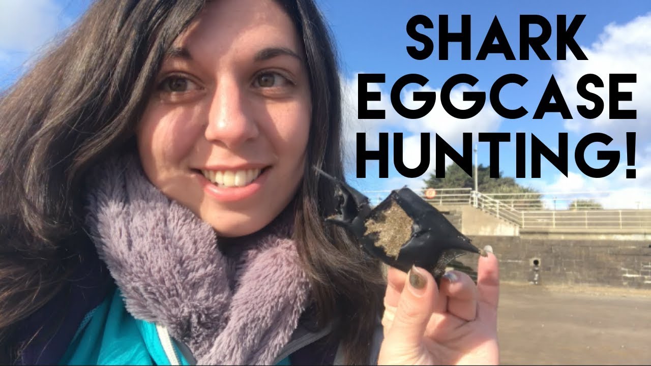 Shark Eggcase Hunting!