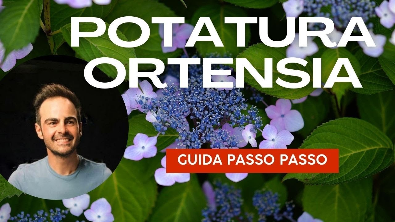 Ortensia: la guida passo passo per potarla